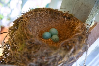 The nest of the Blackbird, Turdus merula, with three blue eggs