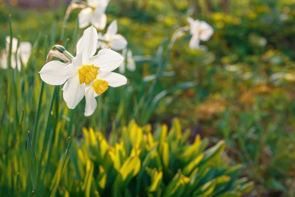 Мелкий Фокус Крупным Планом Снимок Белых Цветов Нарциссов Саду — стоковое фото