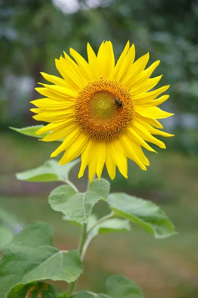 Eine Biene Sammelt Pollen Einer Sonnenblume — Stockfoto
