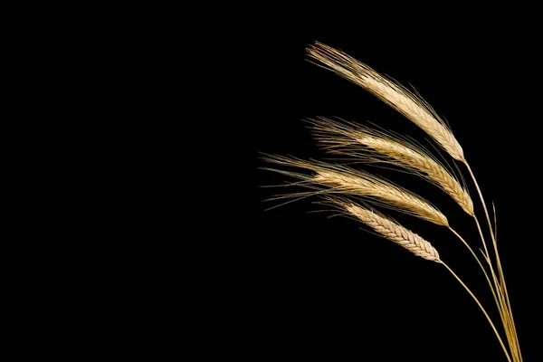 Four Ears Wheat Black Background Φωτογραφία Αρχείου