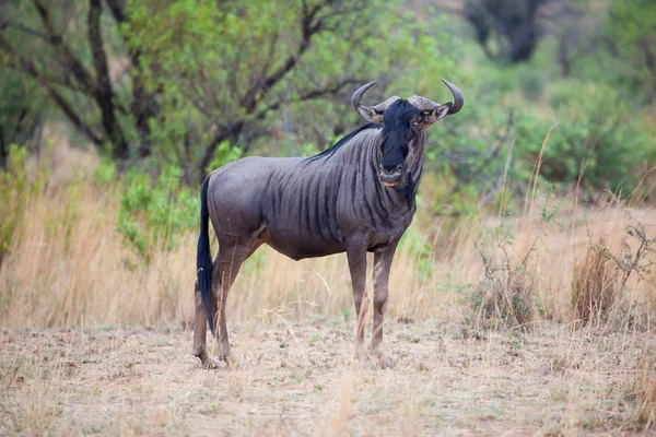 Blue Wildebeast Standing proud Stock Image