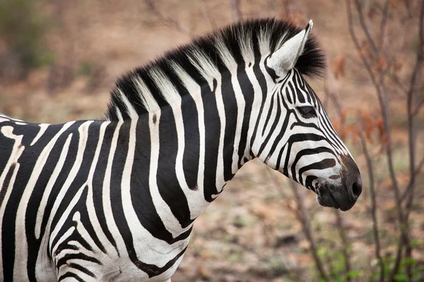 Closeup africké Zebra — Stock fotografie