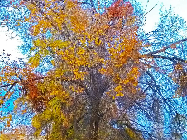 Otoño Tiempo Oro Paisaje Que Decora Naturaleza —  Fotos de Stock