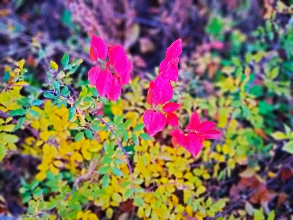 Herbst Goldene Porenfarben Schmücken Die Landschaft Mit Helligkeit — Stockfoto