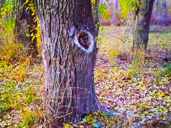 Bellissimo Paesaggio Nel Parco Autunno Oro — Foto Stock