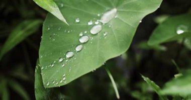 Yağmurdan sonra büyük yuvarlak su damlaları olan yeşil bir yaprağın yakın plan çekimi.