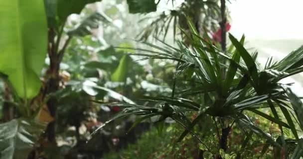 Palmeira com folhas finas durante a chuva de verão — Vídeo de Stock