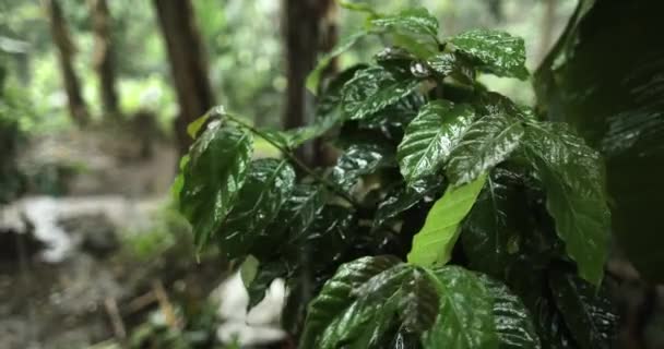 在温暖的天气里一滴雨落在一棵树上的近照 — 图库视频影像