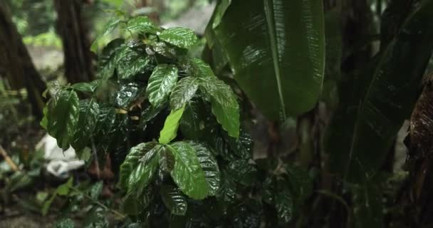 在温暖的天气里一滴雨落在一棵树上的近照 — 图库视频影像