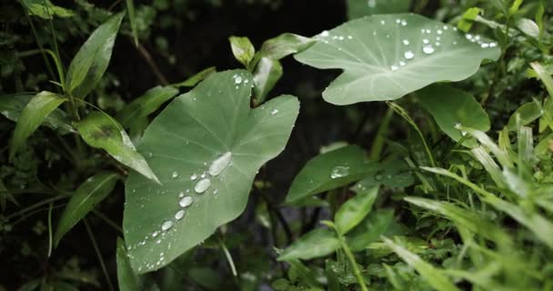 비가 내린 후많은 이슬방울이 떨어지는 푸른 식물을 가까이 서 본 모습 — 비디오