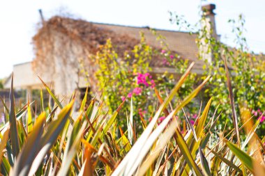 Güneşli bir günde güzel renkli bahçenin yanındaki kır evi.