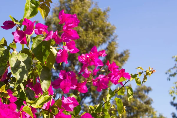Belo Jardim Com Flores Coloridas — Fotografia de Stock