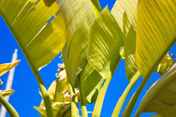 Pestrobarevné Palmy Slunečného Dne — Stock fotografie