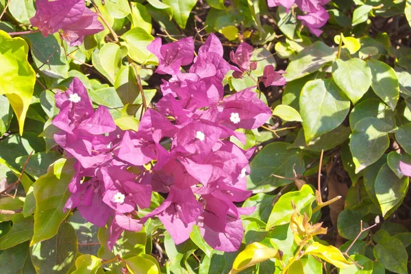 Belo Jardim Com Flores Coloridas — Fotografia de Stock