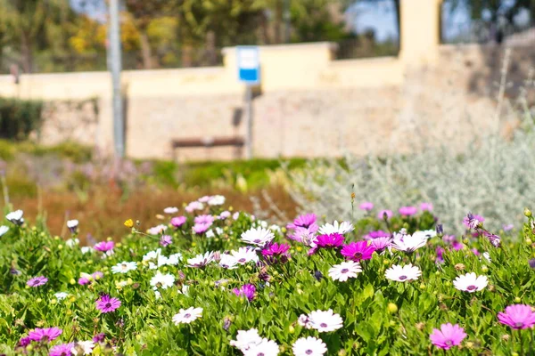 Mooie Tuin Met Kleurrijke Bloemen — Stockfoto