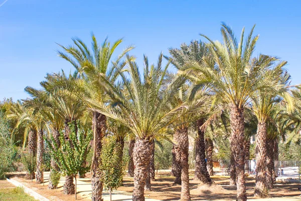 Weelderig Bos Van Kleurrijke Palmbomen — Stockfoto