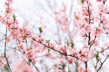 Bahar sınırı ya da pembe çiçekli arka plan sanatı. Çiçek açan ağaç ve güneş ışığıyla güzel bir doğa sahnesi. Paskalya güneşli bir gün. Bahar çiçekleri. Güzel meyve bahçesi soyut bulanık arkaplan. İlkbahar