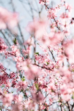 Mavi gökyüzünün altındaki ağacın üzerinde kiraz çiçeklerinin güzel dallarının seçici odak noktası, bahar mevsiminde Sakura çiçekleri, çiçek desenleri, doğa çiçekli arka plan..