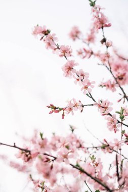 Bahar çiçeği arka planı. Çiçek açan ağaç ve güneş ışığıyla güzel bir doğa sahnesi. Güneşli bir gün. Bahar çiçekleri. Güzel meyve bahçesi. Bulanık arkaplan. İlkbahar