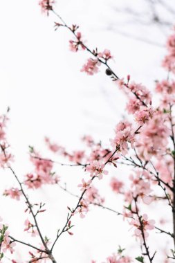 Bahar çiçeği arka planı. Çiçek açan ağaç ve güneş ışığıyla güzel bir doğa sahnesi. Güneşli bir gün. Bahar çiçekleri. Güzel meyve bahçesi. Bulanık arkaplan. İlkbahar