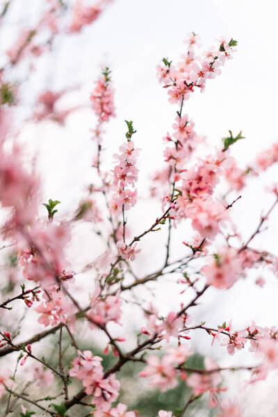 Весенняя граница или фоновое искусство с розовым цветом. Сцена природы с цветущим деревом и вспышкой солнца. Пасхальный солнечный день. Весенние цветы. Орчард Абстрактный фон. Весна