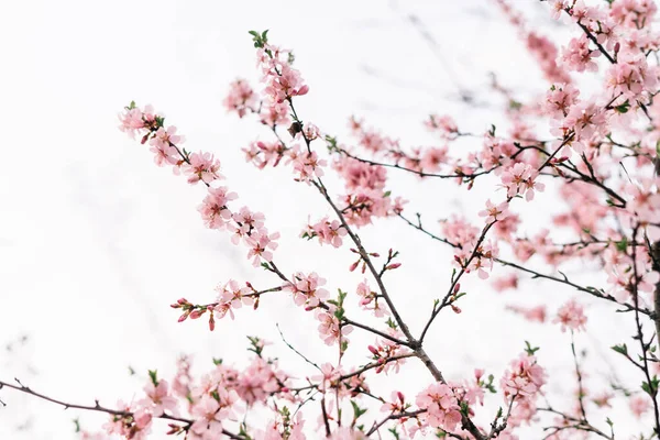 Tavaszi virág háttér. Gyönyörű természet jelenet virágzó fa és napkitörés. Napsütéses nap. Tavaszi virágok. Gyönyörű gyümölcsös. Absztrakt homályos háttér. Tavasz Jogdíjmentes Stock Képek