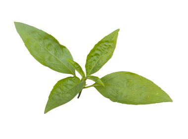 Beyaz arkaplanda taze fesleğen yaprakları