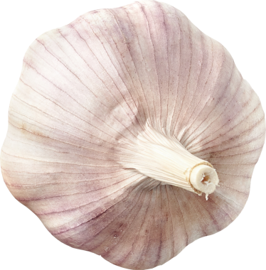 Beyaz arkaplanda taze sarımsak soğanı izole edildi