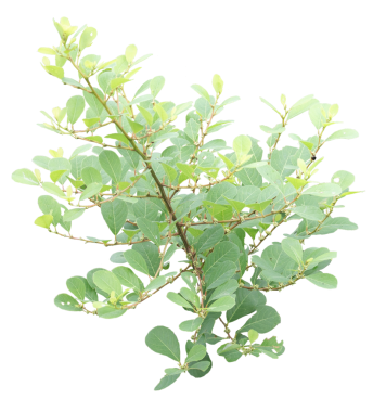 Arka planda Phyllanthus reticulatus dalı izole edildi