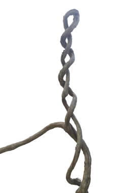 Doğal Sarmaşık Kurutulmuş Bitki Şubesi Fotoğrafçılığı