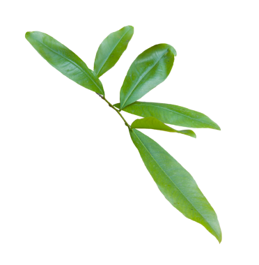 Beyaz arka planda sarı kayısı yaprağı izole. Kırpma yolu olan yüksek kaliteli PNG. Vietnam Tet tatil dekorasyonlarında popülerdir..