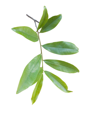 Beyaz arka planda sarı kayısı yaprağı izole. Kırpma yolu olan yüksek kaliteli PNG. Vietnam Tet tatil dekorasyonlarında popülerdir..