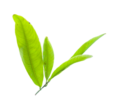 Beyaz arka planda sarı kayısı yaprağı izole. Kırpma yolu olan yüksek kaliteli PNG. Vietnam Tet tatil dekorasyonlarında popülerdir..