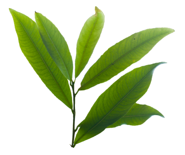 Beyaz arka planda sarı kayısı yaprağı izole. Kırpma yolu olan yüksek kaliteli PNG. Vietnam Tet tatil dekorasyonlarında popülerdir..