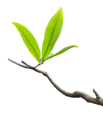 Beyaz arka planda sarı kayısı yaprağı izole. Kırpma yolu olan yüksek kaliteli PNG. Vietnam Tet tatil dekorasyonlarında popülerdir..