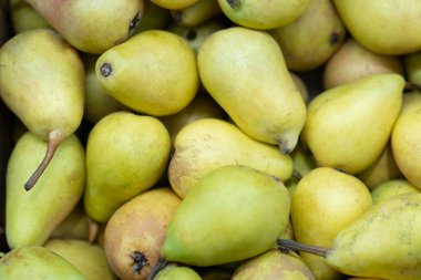 Taze yeşil armut hasat edildi.