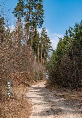 Orman doğası. Ormanda ilkbahar.