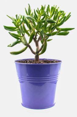 Saksıdaki Crassula. Şişko şişko kadın, Gollum..