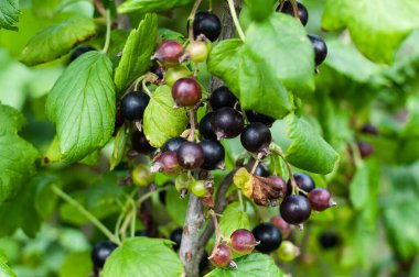 Bir dalda siyah frenk üzümü. Kara kuşüzümü çalısı.