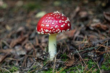 Orman mantarı. Ormanda büyüyen mantarlar.