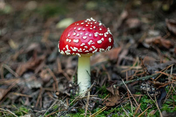 Waldpilz Pilze Wachsen Wald — Stockfoto