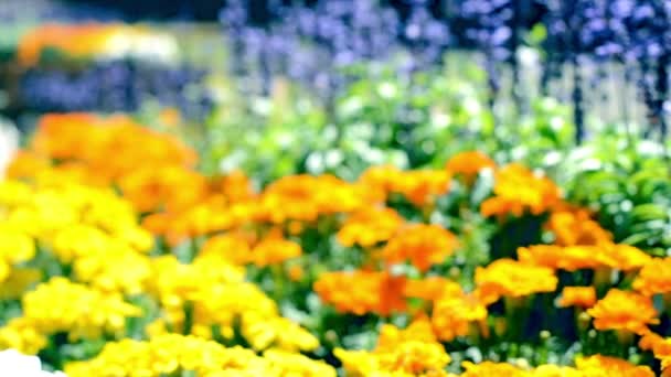 Blumen blühen in Blumenbeeten — Stockvideo