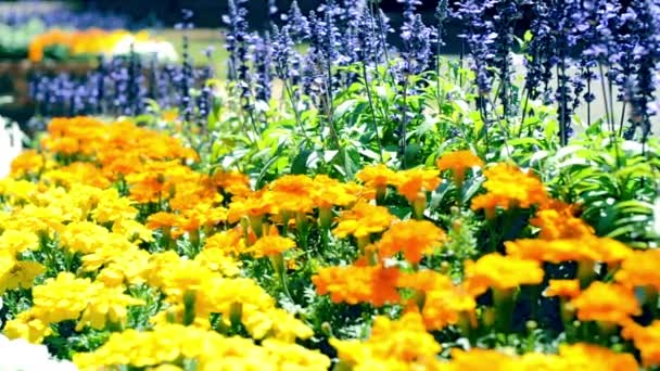 Flores florescendo em canteiros de flores pessoas — Vídeo de Stock