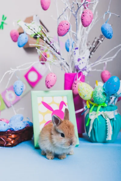 Kleiner süßer Osterhase lizenzfreie Stockfotos