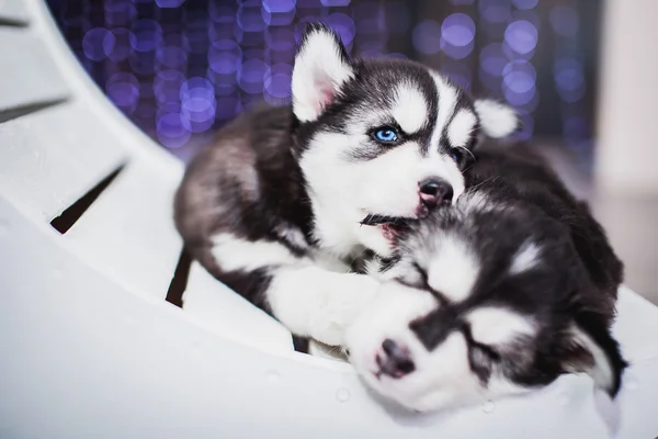 Dos lindos Huskies Fotos De Stock