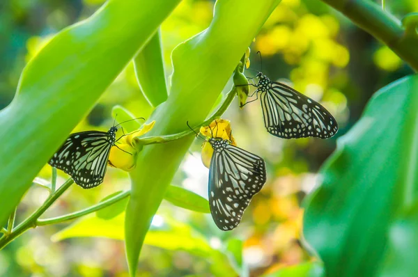 Tres mariposas en el follaje — Foto de Stock