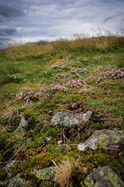 苏格兰高地植被 — 图库照片