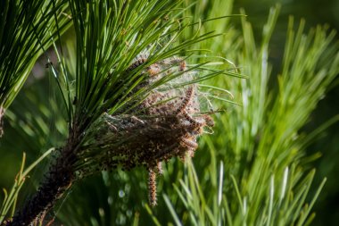 Nest of Processionary Caterpillar clipart