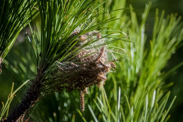 Nid de chenille processionnaire — Photo