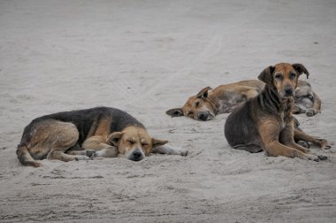 terk edilmiş köpekler